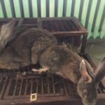 24.11.2019 Sandomierz. Wystawa Gołębi Rasowych i Drobiu Ozdobnego / Grażyna Szlęzak-Wójcik / Radio Kielce