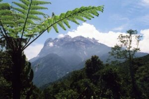 Borneo / Danuta Rasała