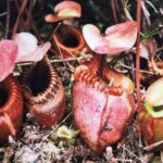 Borneo / Danuta Rasała