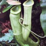 Borneo / Danuta Rasała