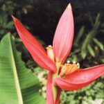 Borneo / Danuta Rasała