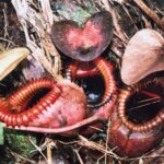 Borneo / Danuta Rasała