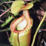 Borneo / Danuta Rasała