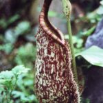 Borneo / Danuta Rasała