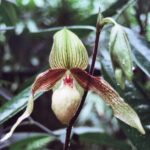 Borneo / Danuta Rasała