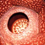 Sumatra / Danuta Rusała