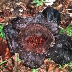 Borneo / Danuta Rasała