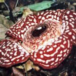 Borneo / Danuta Rasała