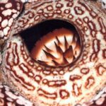 Borneo / Danuta Rasała