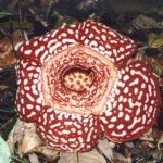 Borneo / Danuta Rasała