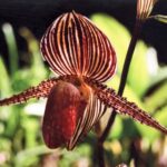 Borneo / Danuta Rasała