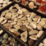 24.11.2019. Kielce. Giełda Minerałów, Skamieniałości i Wyrobów Jubilerskich / Wiktor Taszłow / Radio Kielce