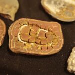 24.11.2019. Kielce. Giełda Minerałów, Skamieniałości i Wyrobów Jubilerskich / Wiktor Taszłow / Radio Kielce