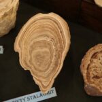 24.11.2019. Kielce. Giełda Minerałów, Skamieniałości i Wyrobów Jubilerskich / Wiktor Taszłow / Radio Kielce