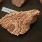 24.11.2019. Kielce. Giełda Minerałów, Skamieniałości i Wyrobów Jubilerskich / Wiktor Taszłow / Radio Kielce