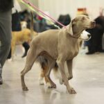 24.11.2019. Kielce. XVI Międzynarodowa Wystawa Psów Rasowych / Wiktor Taszłow / Radio Kielce