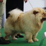 24.11.2019. Kielce. XVI Międzynarodowa Wystawa Psów Rasowych / Wiktor Taszłow / Radio Kielce