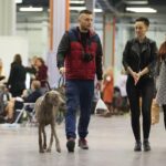 24.11.2019. Kielce. XVI Międzynarodowa Wystawa Psów Rasowych / Wiktor Taszłow / Radio Kielce