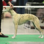 24.11.2019. Kielce. XVI Międzynarodowa Wystawa Psów Rasowych / Wiktor Taszłow / Radio Kielce