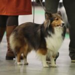 24.11.2019. Kielce. XVI Międzynarodowa Wystawa Psów Rasowych / Wiktor Taszłow / Radio Kielce