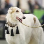 24.11.2019. Kielce. XVI Międzynarodowa Wystawa Psów Rasowych / Wiktor Taszłow / Radio Kielce