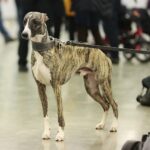 24.11.2019. Kielce. XVI Międzynarodowa Wystawa Psów Rasowych / Wiktor Taszłow / Radio Kielce