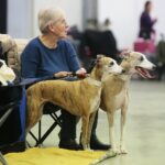 24.11.2019. Kielce. XVI Międzynarodowa Wystawa Psów Rasowych / Wiktor Taszłow / Radio Kielce