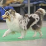 24.11.2019. Kielce. XVI Międzynarodowa Wystawa Psów Rasowych / Wiktor Taszłow / Radio Kielce