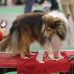 24.11.2019. Kielce. XVI Międzynarodowa Wystawa Psów Rasowych / Wiktor Taszłow / Radio Kielce