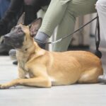 24.11.2019. Kielce. XVI Międzynarodowa Wystawa Psów Rasowych / Wiktor Taszłow / Radio Kielce