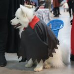 24.11.2019. Kielce. XVI Międzynarodowa Wystawa Psów Rasowych / Wiktor Taszłow / Radio Kielce