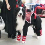 24.11.2019. Kielce. XVI Międzynarodowa Wystawa Psów Rasowych / Wiktor Taszłow / Radio Kielce