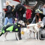 24.11.2019. Kielce. XVI Międzynarodowa Wystawa Psów Rasowych / Wiktor Taszłow / Radio Kielce