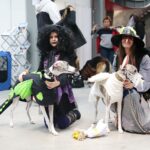 24.11.2019. Kielce. XVI Międzynarodowa Wystawa Psów Rasowych / Wiktor Taszłow / Radio Kielce