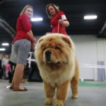 24.11.2019. Kielce. XVI Międzynarodowa Wystawa Psów Rasowych / Wiktor Taszłow / Radio Kielce