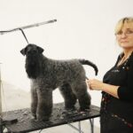 24.11.2019. Kielce. XVI Międzynarodowa Wystawa Psów Rasowych / Wiktor Taszłow / Radio Kielce