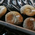 23.11.2019. Kielce. 65. Ogólnopolska Giełda Minerałów, Skamieniałości i Wyrobów Jubilerskich / Wiktor Taszłow / Radio Kielce