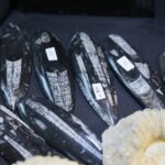 23.11.2019. Kielce. 65. Ogólnopolska Giełda Minerałów, Skamieniałości i Wyrobów Jubilerskich / Wiktor Taszłow / Radio Kielce