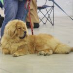 23.11.2019 Kielce. Międzynarodowa Wystawa Psów Rasowych / Wiktor Taszlow / Radio Kielce