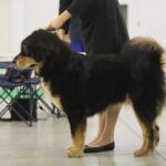 23.11.2019 Kielce. Międzynarodowa Wystawa Psów Rasowych / Wiktor Taszlow / Radio Kielce