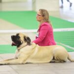 23.11.2019 Kielce. Międzynarodowa Wystawa Psów Rasowych / Wiktor Taszlow / Radio Kielce