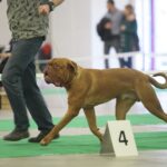 23.11.2019 Kielce. Międzynarodowa Wystawa Psów Rasowych / Wiktor Taszlow / Radio Kielce