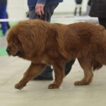 23.11.2019 Kielce. Międzynarodowa Wystawa Psów Rasowych / Wiktor Taszlow / Radio Kielce