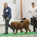 23.11.2019 Kielce. Międzynarodowa Wystawa Psów Rasowych / Wiktor Taszlow / Radio Kielce