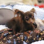 23.11.2019 Kielce. Międzynarodowa Wystawa Psów Rasowych / Wiktor Taszlow / Radio Kielce