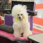 23.11.2019 Kielce. Międzynarodowa Wystawa Psów Rasowych / Wiktor Taszlow / Radio Kielce