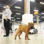 23.11.2019 Kielce. Międzynarodowa Wystawa Psów Rasowych / Wiktor Taszlow / Radio Kielce