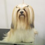 23.11.2019 Kielce. Międzynarodowa Wystawa Psów Rasowych / Wiktor Taszlow / Radio Kielce