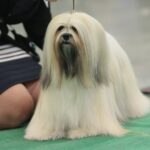 23.11.2019 Kielce. Międzynarodowa Wystawa Psów Rasowych / Wiktor Taszlow / Radio Kielce