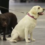 23.11.2019 Kielce. Międzynarodowa Wystawa Psów Rasowych / Wiktor Taszlow / Radio Kielce